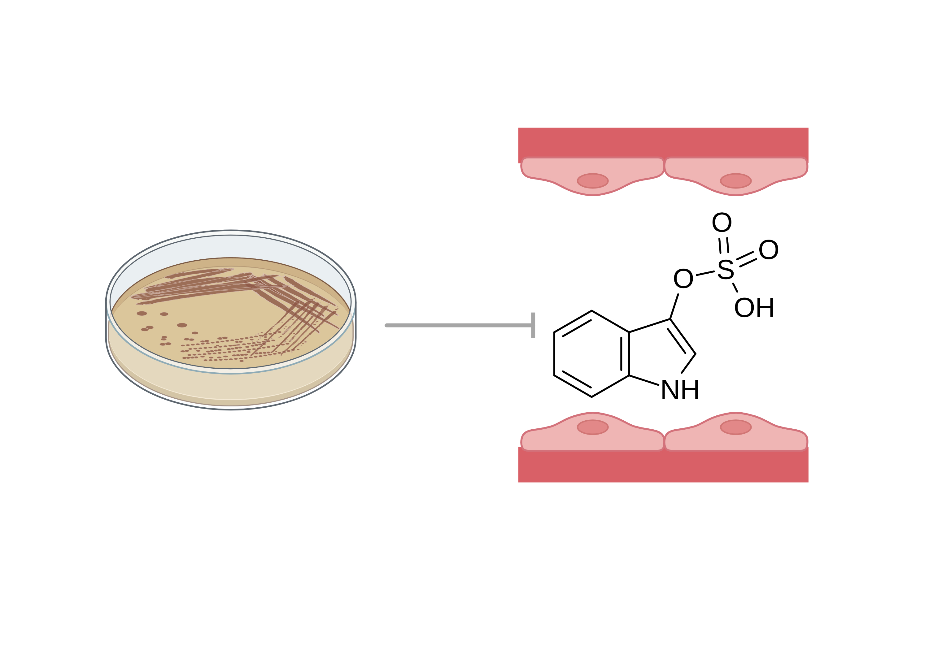 Preliminary Raman Lab figure for gut microbiome engineering research